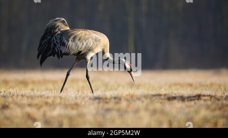 common crane, grus grus, searching for food in dry grass in autumn nature. Long-leged feathered animal walking on field in fall. Grey bird marching on Stock Photo