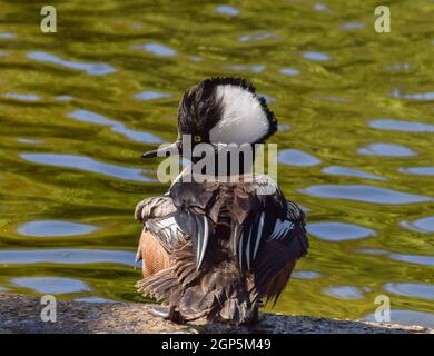 Male hooded merganser next to a lake. Stock Photo