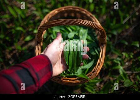 Man's hand holding green leaves of bear garlic above basket in spring forest. Person collecting green edible vegetable in nature. Close up of palm wit Stock Photo