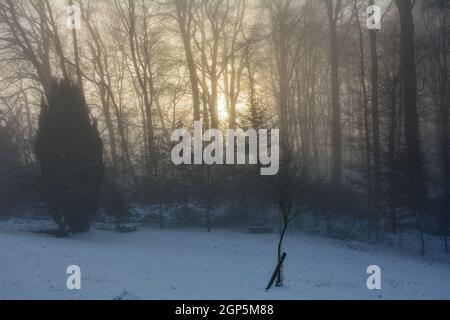 Orange sunrise behind tall trees on a foggy morning on a cold winter day in the Spessart, Bavaria, Germany Stock Photo