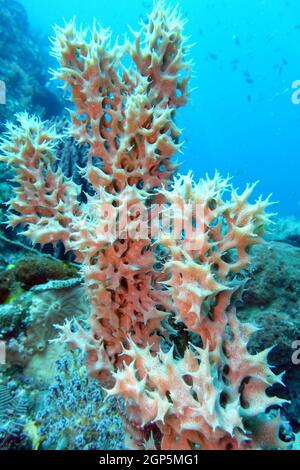 Krustenschwamm Gelliodes sp., Nord-Molukken, Halmahera, Indonesien, Lata Lata Stock Photo
