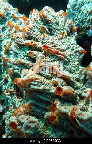 roter Schwamm, vermutlich Monanchora sp., Nord-Molukken, Halmahera ...