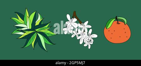 Vector illustration of a tangerine or orange blossom branch with flowers, leaves. Doodle style. Stock Vector