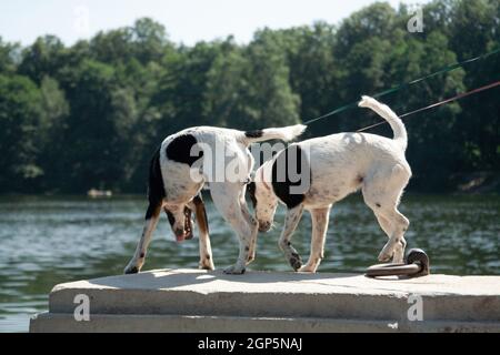 Two dogs of a breed of a smooth-haired fox terrier of a white color with black spots stand parapet near the river and look down with curiosity Stock Photo