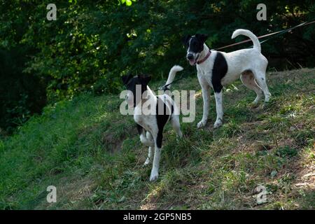 Two dogs of a breed of a smooth-haired fox-terrier of a white color with black spots stand on a green grassy hillside on a leash Stock Photo