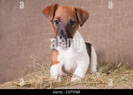 A small puppy of breed smooth-haired fox-terrier of white color with red spots lies on a sacking covered with hay Stock Photo