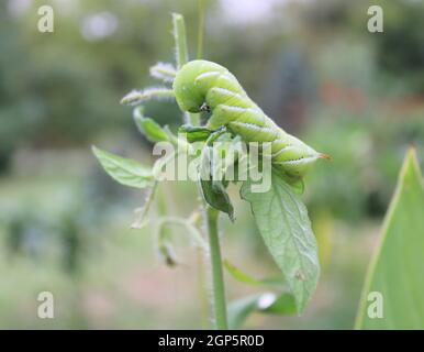 Big green tomato hornworm caterpillar on white background Stock Photo ...