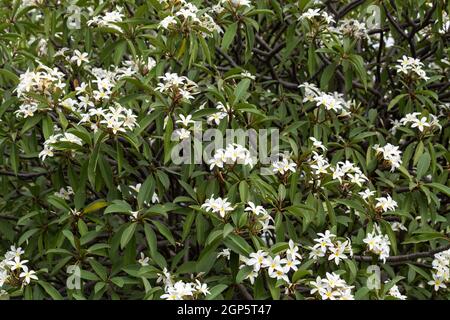 Blooming Azorian Jasmine (Jasminum azoricum) flowers in garden Stock Photo