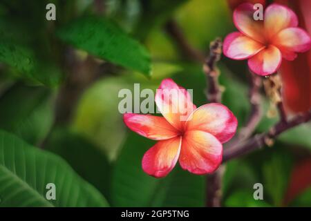 Pink Flower over green leaf background abstract relax holiday summer vacation nature concept Stock Photo