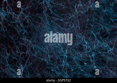 Abstract connected dots on bright blue background. abstract dramatic network of mold crystals. Abstract background Stock Photo