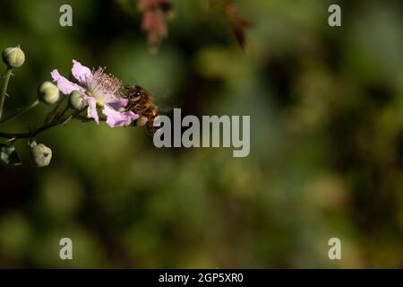 Honey Bee (Apis mellifera) Foraging on Bramble flowers (Rubus fruticosus) Stock Photo