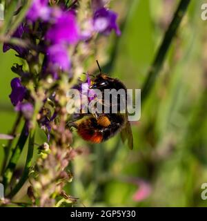 Female Red Tailed Bumble Bee (Bombus lapidarius) Stock Photo
