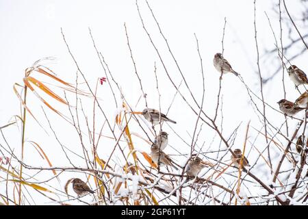 Sparrow on branches of bushes. Winter weekdays for sparrows. Common sparrow on the branches of currants. Stock Photo