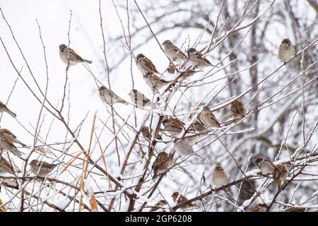 Sparrow on branches of bushes. Winter weekdays for sparrows. Common sparrow on the branches of currants. Stock Photo