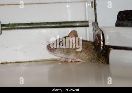 Black rat Rattus rattus in a kitchen. Cruz de Pajonales. Inagua. Tejeda. Gran Canaria. Canary Islands. Spain. Stock Photo