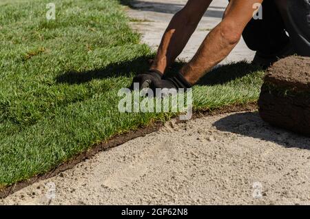 Hands of worker in gardening gloves laying sod. Applying green turf rolls, making new lawn in park Stock Photo