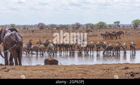 An Elephant with Zebras at a water hole Stock Photo