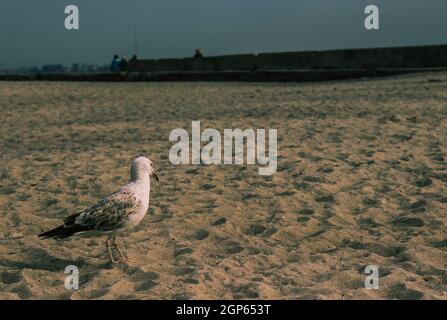White seagull on the orange sand near the black sea. Stock Photo