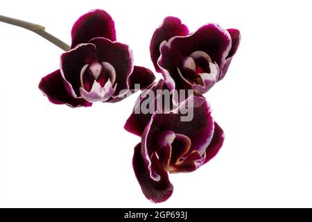 blooming branch beautiful dark cherry with white rim orchid, phalaenopsis is isolated on white background Stock Photo