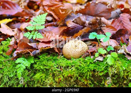 Scleroderma or eart ball in autumn forest Stock Photo