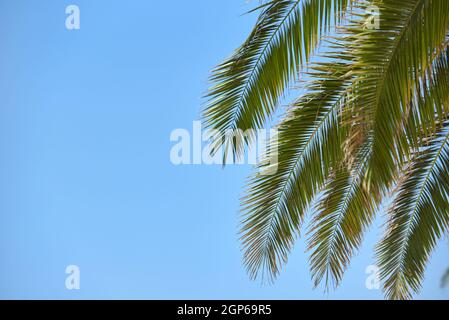 Bright branches of palm trees on blue sky with copy space Stock Photo