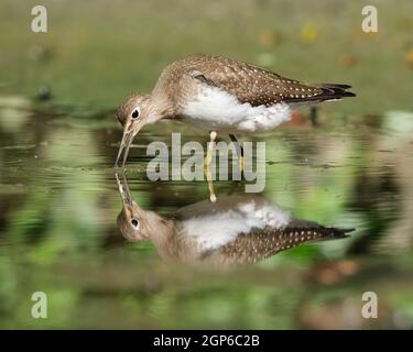 a Solitary Sandpiper, Tringa solitaria, looking around for food in a small pond, beak open touching water with reflection Stock Photo