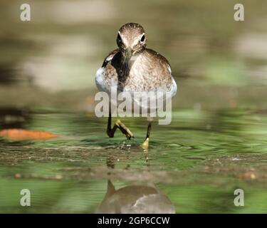a Solitary Sandpiper, Tringa solitaria, walking straight at camera looking around for food in a small pond Stock Photo