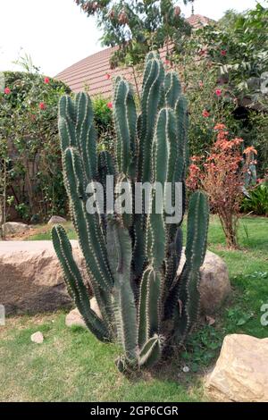 Garden in the Ananta Spa and Resorts Hotel in Pushkar, Rajasthan, India Stock Photo