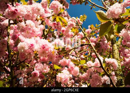 Close-up of Prunus japonica (Cerasus japonica), also called Japanese bush cherry or Oriental bush cherry, or Korean bush cherry. Tree in springtime. Stock Photo