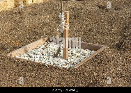 Wooden hole covered with decorative fine gravel for a fruit tree seedling Stock Photo