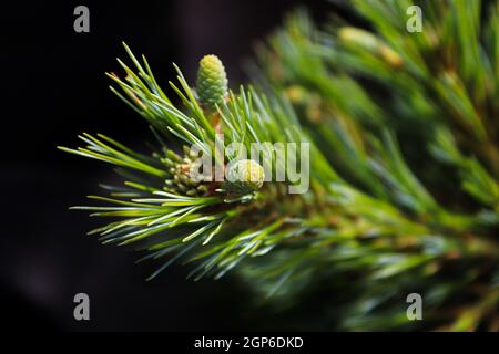 Tiny green pine cones against a black background. Stock Photo