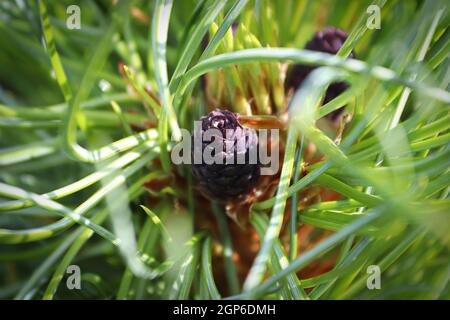 A female pollen cone on a Wiethorst Pine tree. Stock Photo