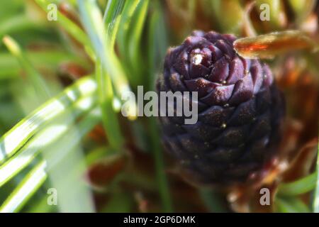 Macro of a female pollen cone on a Wiethorst Pine tree. Stock Photo