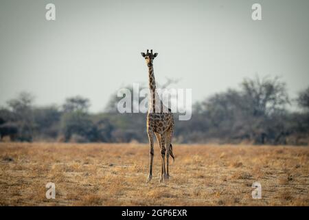 Southern giraffe stands facing camera on savannah Stock Photo