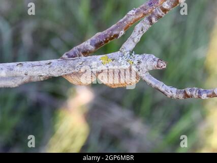 Ootheca mantis on the branches of a tree. The eggs of the insect laid in the cocoon for the winter are laid. Stock Photo