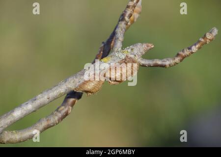 Ootheca mantis on the branches of a tree. The eggs of the insect laid in the cocoon for the winter are laid. Stock Photo