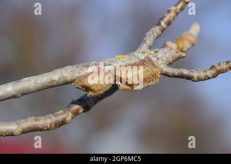 Ootheca mantis on the branches of a tree. The eggs of the insect laid in the cocoon for the winter are laid. Stock Photo