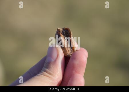Pile of mantis in the human hand. Inspection ootheca. The eggs of the insect laid in the cocoon for the winter are laid. Stock Photo