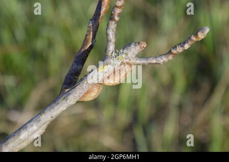 Ootheca mantis on the branches of a tree. The eggs of the insect laid in the cocoon for the winter are laid. Stock Photo