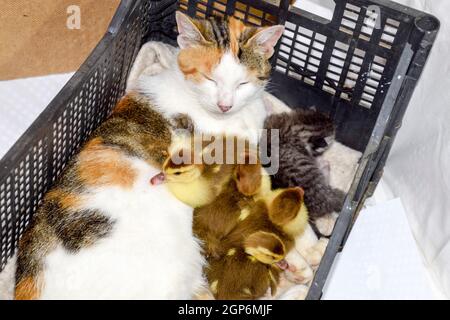 Cat foster mother for the ducklings. Cat in a basket with kitten and receiving musk duck ducklings. Stock Photo