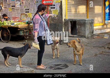 Street Dog Feeding  Stray Dog Feeding - POV