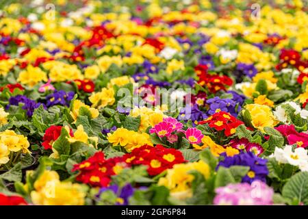 Group of brightly colored Primroses in plant nursery. Flower background Stock Photo