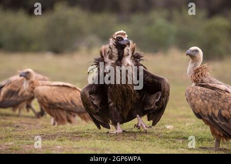 Cinereous vulture (Aegypius monachus) with Griffon vulture (Gyps fulvus), Extremadura, Spain Stock Photo