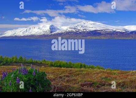 Flowering lupines at Eyjafjoerour, fjord and snow-capped mountains, spring, Akureyri, Iceland Stock Photo