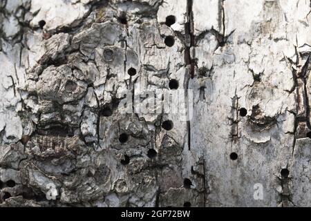 Old wooden bark surface with natural holes made by bark beetles, background photo texture Stock Photo