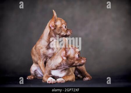 Profile portrait of a two red-brown tiger color small chihuahua dog lying indoors on a black background in the studio Stock Photo