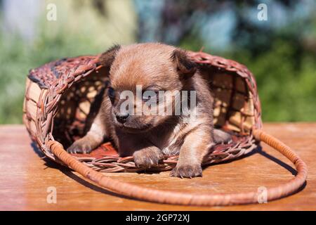 Little red and black tan chihuahua puppy sits on a table in the summer on a sunny day in a wicker basket Stock Photo