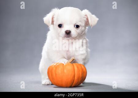 White fluffy little puppy of Chihuahua breed stands on an orange pumpkin, on a gray background in a studio indoors Stock Photo