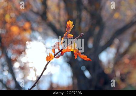 dry oaken leaves on branch in autumn. Autumn come in forest. Autumn yellow leaves on oak tree Stock Photo