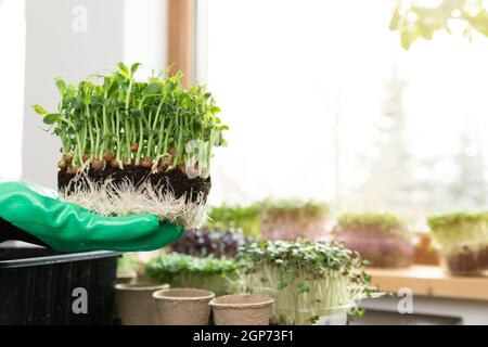 Plant seeds for superfood - women holding in hands peas with green sprouts in front sunny window. Hobbies and healthy eating concept. Gardening at hom Stock Photo